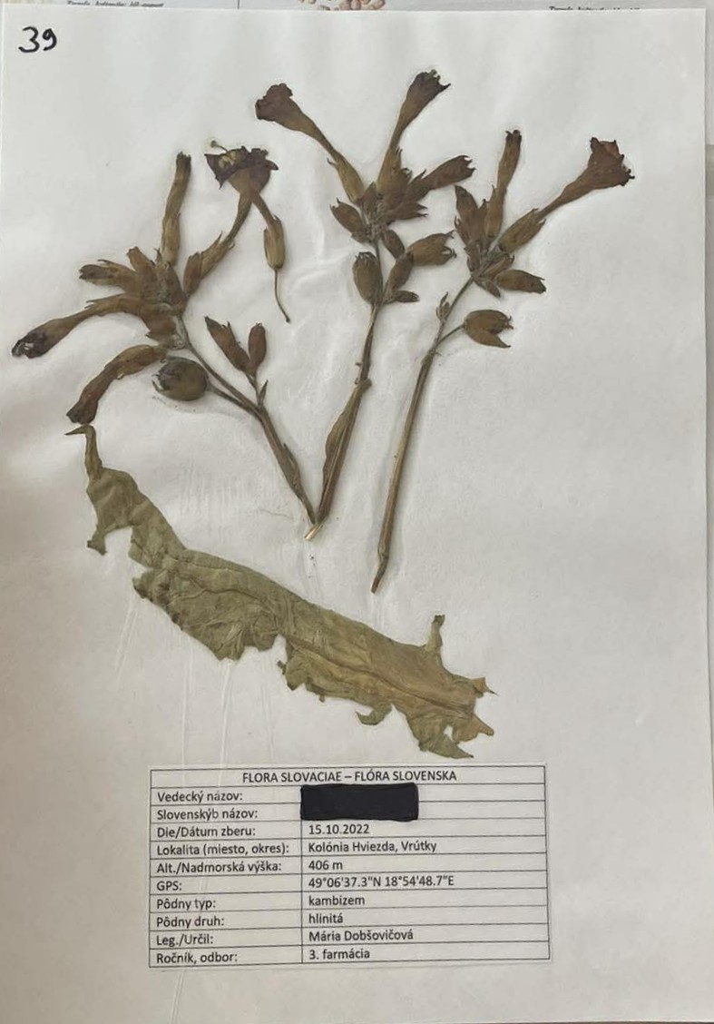 Rastlina Nicotiana tabacum